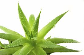 Aloe Vera Plant for Aloe Vera Gel Face Pack