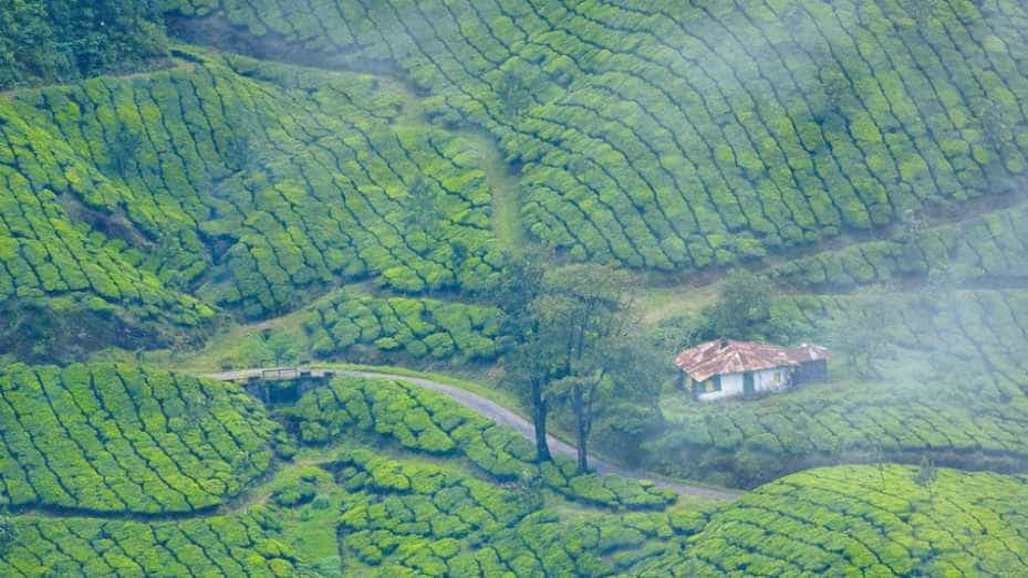 munnar hill view